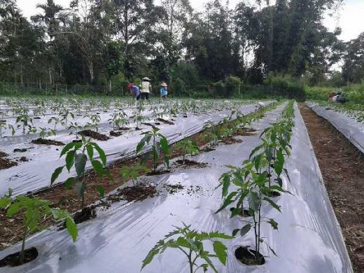 gosumbarcom_ww3kf_25402