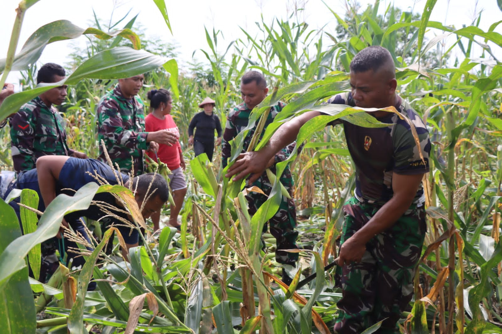 Wujudkan Ketahanan Pangan Kodim Tobelo Panen Raya Jagung Halmahera Raya